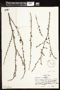 Betula pumila image