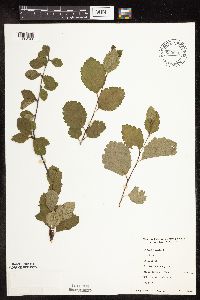 Betula pumila image