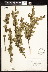 Betula pumila image