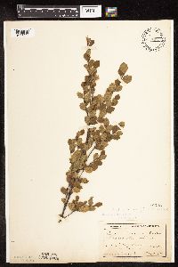 Betula pumila image