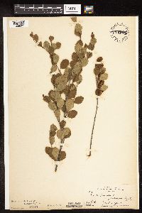 Betula pumila image