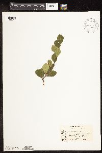 Betula pumila image