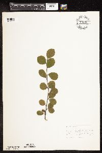 Betula pumila image