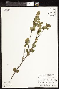 Betula pumila image
