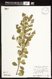 Betula pumila image