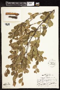 Betula pumila image
