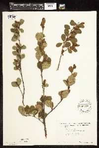 Betula pumila image