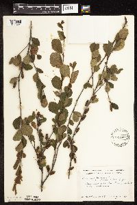 Betula pumila image
