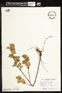 Betula pumila image