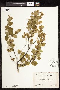 Betula pumila image