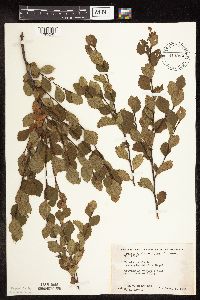 Betula pumila image