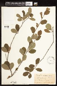 Betula pumila image