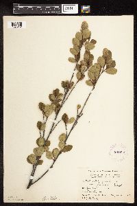 Betula pumila image