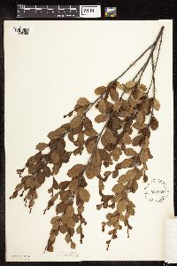 Betula pumila image