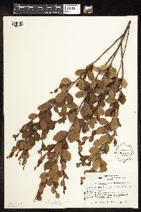 Betula pumila image