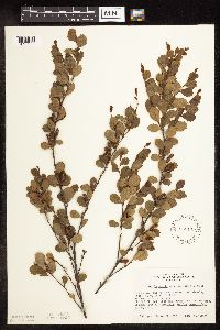 Betula pumila image