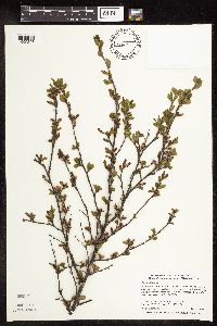 Betula pumila image