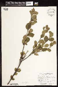 Betula pumila image