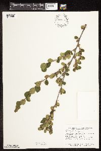 Betula pumila image
