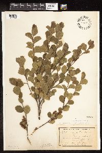 Betula pumila image