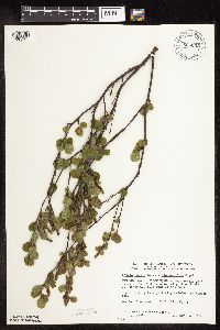 Betula pumila image