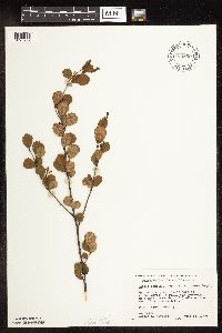 Betula pumila image