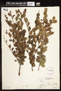 Betula pumila image