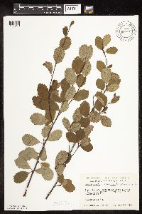 Betula pumila image