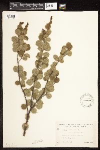 Betula pumila image