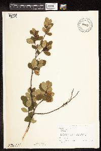 Betula pumila image