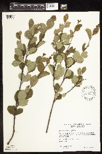 Betula pumila image