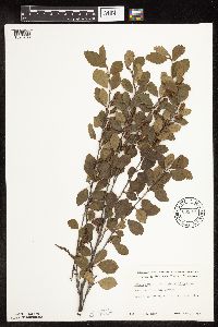 Betula pumila image