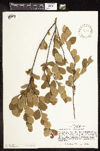 Betula pumila image