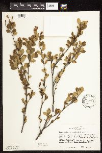 Betula pumila image