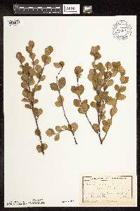 Betula pumila image