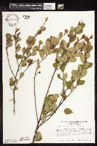 Betula pumila image