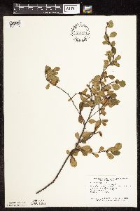 Betula pumila image