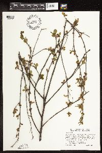 Betula pumila image