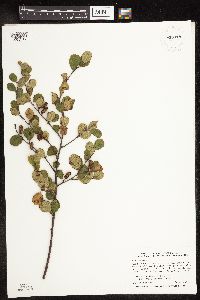 Betula pumila image