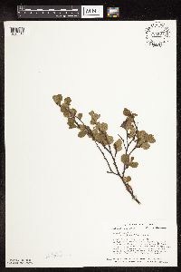 Betula pumila image
