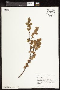 Betula pumila image