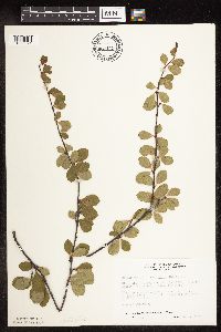 Betula pumila image