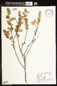 Betula pumila image