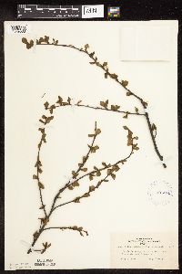 Betula pumila image