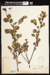 Betula pumila image
