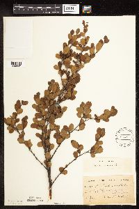 Betula pumila image