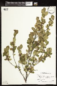 Betula pumila image