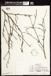 Betula pumila image