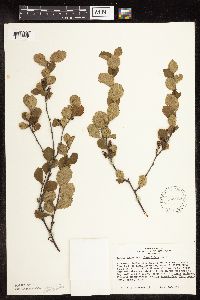 Betula pumila image