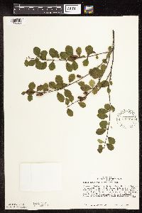 Betula pumila image